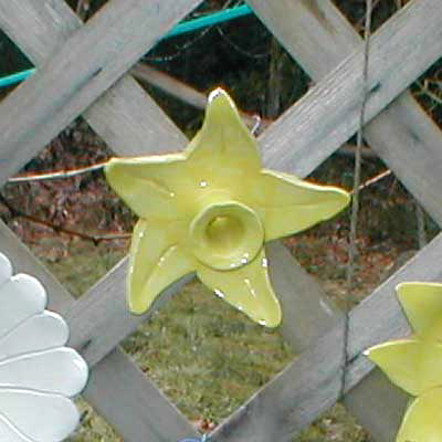Fence Flower/Daffodil