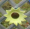Lg. Sun-Flower, fence flower