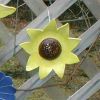 Sm. Sun-Flower, fence flower