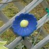 Sm. Fence Flower/Blue Dasiy